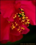 DigitalScape Photography Images